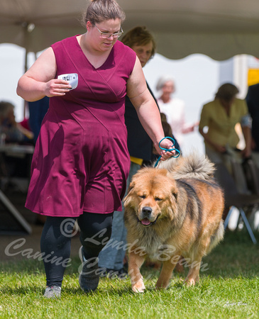 Dogshow 2022-06-19 Northeastern Illinois Kennel Club--132150-4