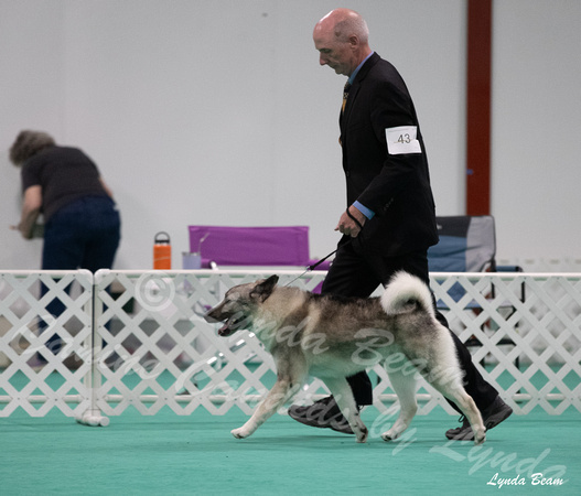 Dogshow 2024-06-29 NEINEA Candids--123958-3