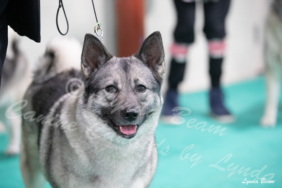 Dogshow 2024-06-30 NEINEA Candids--113808