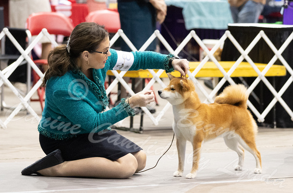 Dogshow 2023-10-22 NSCA and Rapid City--091600