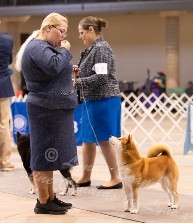 Dogshow 2023-10-22 NSCA and Rapid City--094430