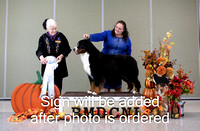 Dogshow 2024-10-25 BMDCNI Day 1--162859-3