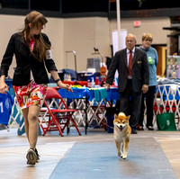 Dogshow 2023-10-21 NSCA and Rapid City--164828-3