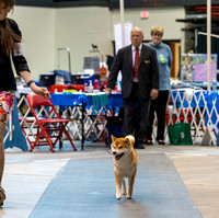 Dogshow 2023-10-21 NSCA and Rapid City--164829-3