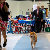 Dogshow 2023-10-21 NSCA and Rapid City--164829-4