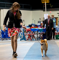 Dogshow 2023-10-21 NSCA and Rapid City--164830-2