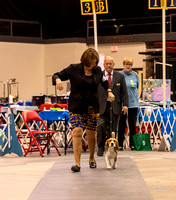 Dogshow 2023-10-21 NSCA and Rapid City--164919