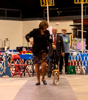 Dogshow 2023-10-21 NSCA and Rapid City--164920-2