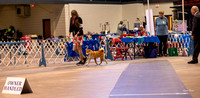 Dogshow 2023-10-21 NSCA and Rapid City--164846