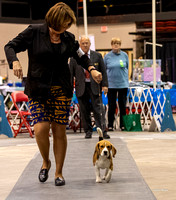 Dogshow 2023-10-21 NSCA and Rapid City--164922-2
