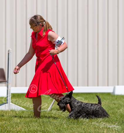Dogshow 2022-06-19 Northeastern Illinois Kennel Club--135704-4
