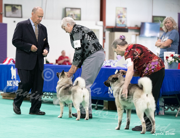 Dogshow 2024-06-30 NEINEA Candids--110856