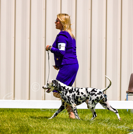 Dogshow 2022-06-19 Northeastern Illinois Kennel Club--135518-3
