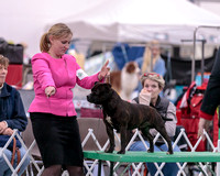Dogshow 2018-01-25 Grayslake Day 1--161954