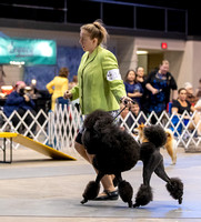 Dogshow 2023-10-21 NSCA and Rapid City--153519-2