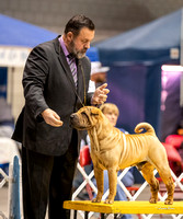 Dogshow 2023-10-21 NSCA and Rapid City--153531-2