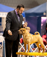 Dogshow 2023-10-21 NSCA and Rapid City--153531