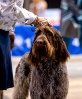 Dogshow 2023-10-20 Rapid City SD Day 1--104436