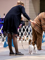 Dogshow 2023-10-20 Rapid City SD Day 1--161445