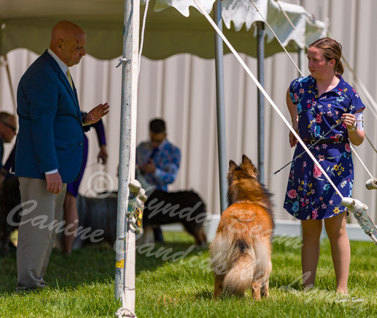 Dogshow 2022-06-19 Northeastern Illinois Kennel Club--123324