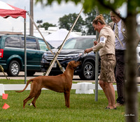 Dogshow 2022-08-01 Burlington WI KC--093429