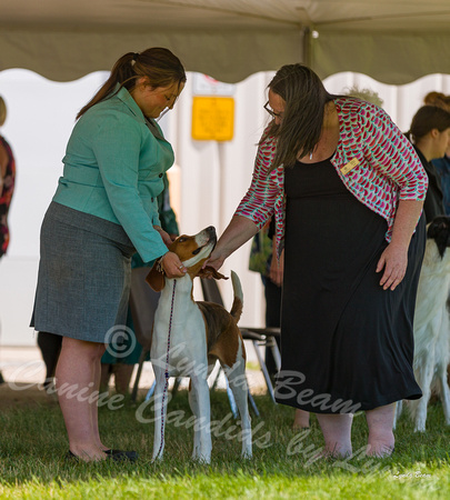 Dogshow 2022-06-19 Northeastern Illinois Kennel Club--124147