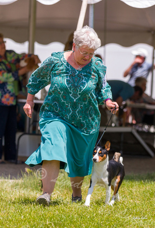 Dogshow 2022-06-19 Northeastern Illinois Kennel Club--124557