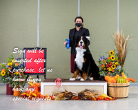 Dogshow 2021-10-30 BMDCNI Day 1 Win Photos --102938