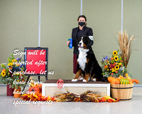 Dogshow 2021-10-30 BMDCNI Day 1 Win Photos --102946
