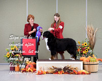 Dogshow 2021-10-30 BMDCNI Day 1 Win Photos --161238