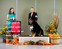 Dogshow 2021-10-30 BMDCNI Day 1 Win Photos --103831