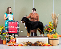 Dogshow 2021-10-30 BMDCNI Day 1 Win Photos --103443-2