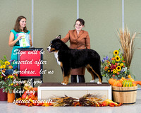 Dogshow 2021-10-30 BMDCNI Day 1 Win Photos --103444-2