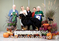 Dogshow 2024-10-26 BMDCNI Day 2--164948