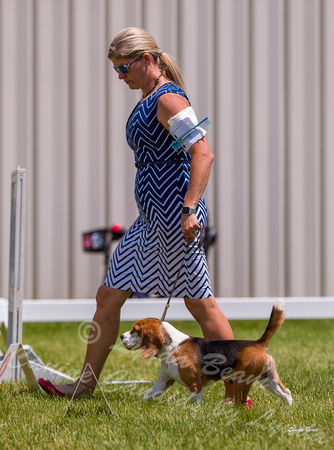 Dogshow 2022-06-19 Northeastern Illinois Kennel Club--124723-4