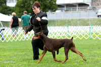 Doberman Pinschers - Greater Racine Kennel Club - 12 August 2012