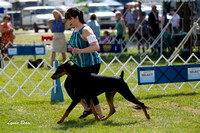 Doberman Pinschers - Waukesha Kennel Club,  July 28, 2012
