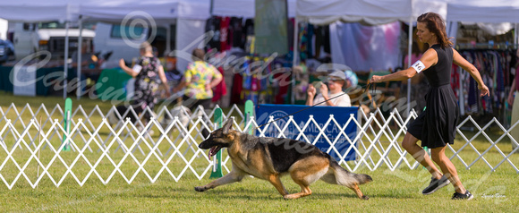 Dogshow 2019-08-11 Greater Racine KC (Sun) -- 090427