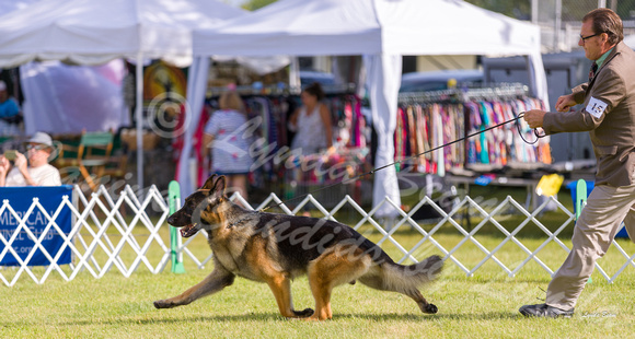 Dogshow 2019-08-11 Greater Racine KC (Sun) -- 090801