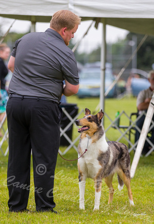 Dogshow 2019-08-11 Greater Racine KC (Sun) -- 144603