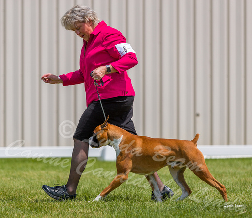 Dogshow 2022-06-19 Northeastern Illinois Kennel Club--131511-4