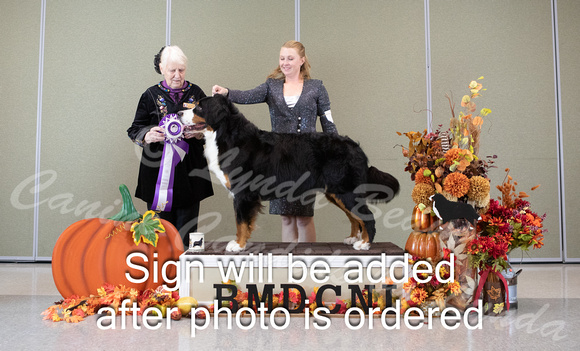 Dogshow 2024-10-25 BMDCNI Day 1--162417-2