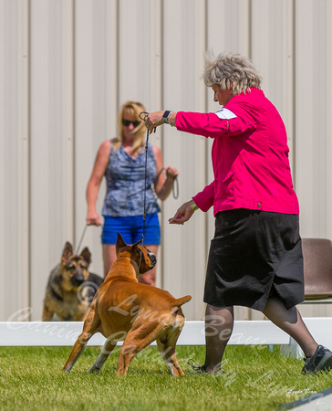 Dogshow 2022-06-19 Northeastern Illinois Kennel Club--135426-4