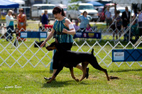 Doberman Pinschers - Waukesha Kennel Club,  July 28, 2012
