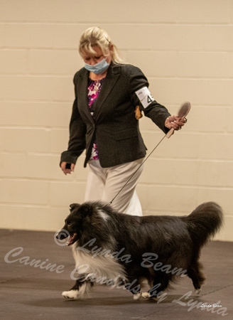 Dogshow 2022-03-05 CSSC Show 1 Candids --120655
