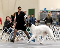2020 Dog Shows, Events & Photo Shoots