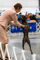 20200124 German Shorthaired Pointers