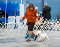 20200124 West Highland White Terrier