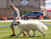 20220801 Great Pyrenees