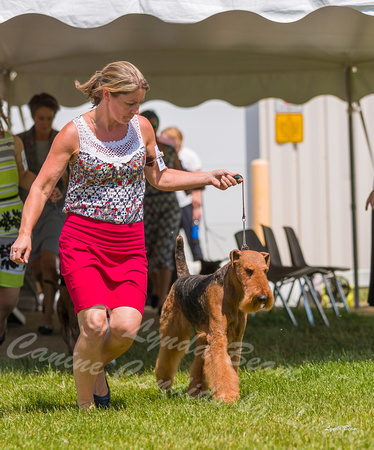 Dogshow 2022-06-19 Northeastern Illinois Kennel Club--133525-2